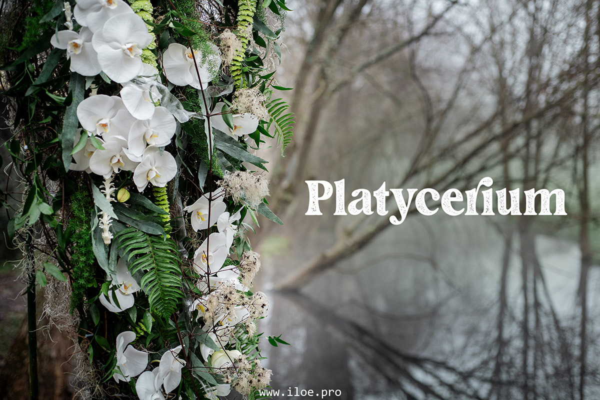 platycerium photo 1