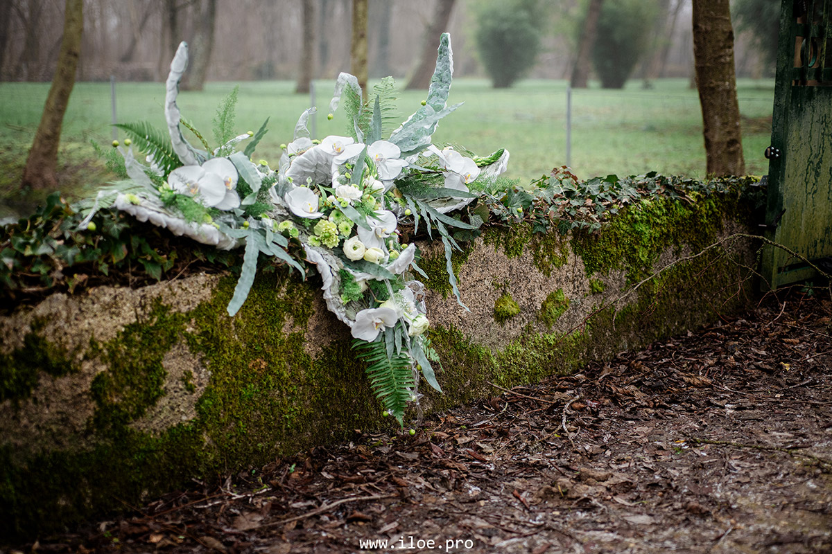 platycerium photo 6