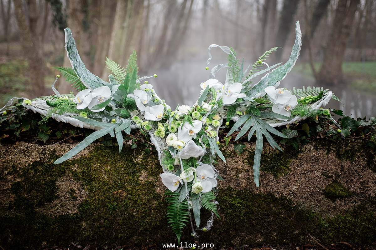 platycerium photo 8
