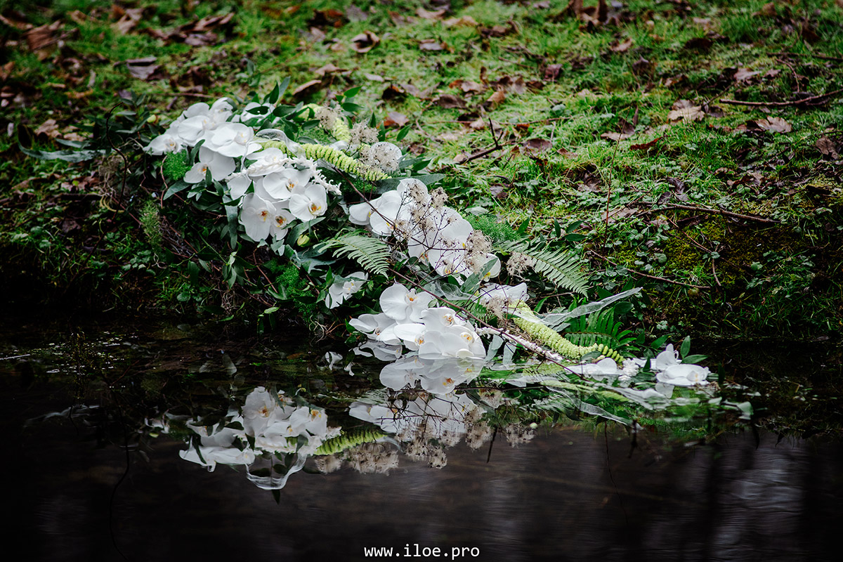 platycerium photo 14