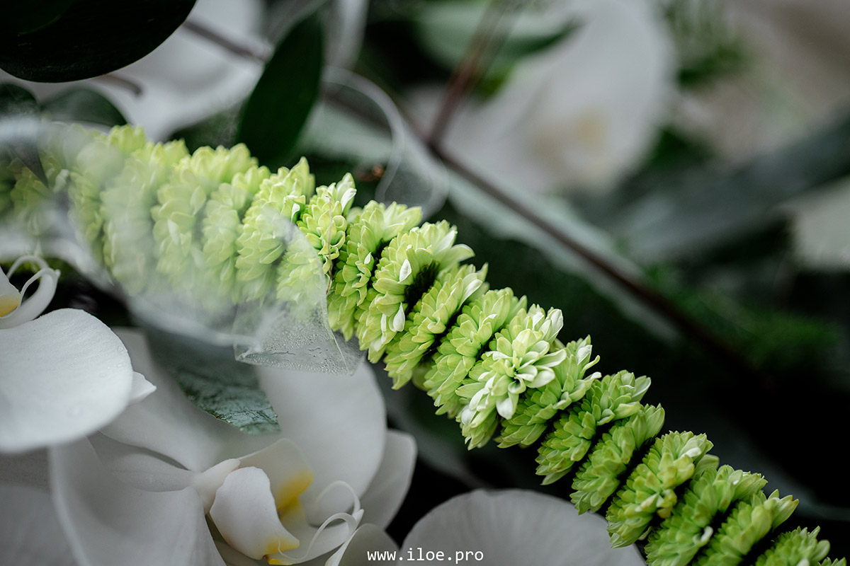 platycerium photo 15